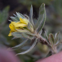 Xiphotheca lanceolata