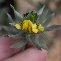 Xiphotheca lanceolata