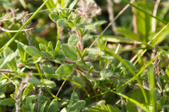 Thymus odoratissimus