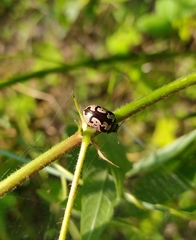 Calligrapha ancoralis