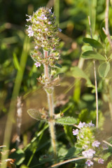 Thymus odoratissimus