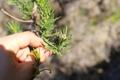 Psoralea platyphylla