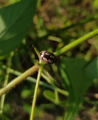 Calligrapha ancoralis