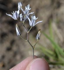 Eriospermum ornithogaloides