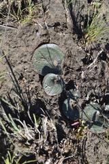 Eriospermum ornithogaloides