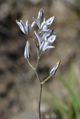 Eriospermum ornithogaloides