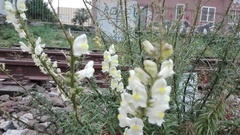 Antirrhinum siculum