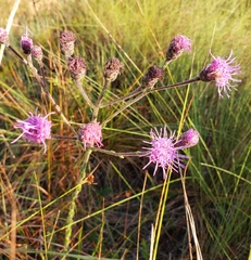 Carphephorus tomentosus