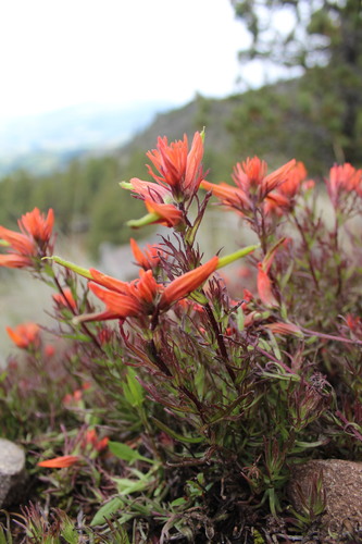 Castilleja pectinata (Castilleja pectinata)