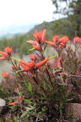 Castilleja pectinata