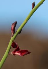 Indigofera gifbergensis