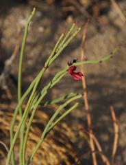 Indigofera gifbergensis