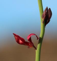 Indigofera gifbergensis