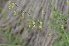 Thalictrum minus