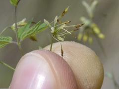 Thalictrum minus