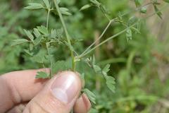 Thalictrum minus