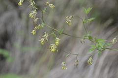 Thalictrum minus