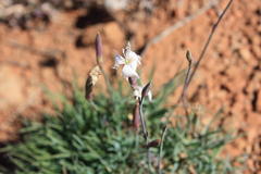 Dianthus micropetalus