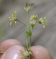 Thalictrum minus