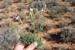 Dianthus micropetalus