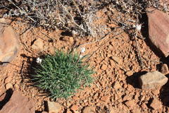 Dianthus micropetalus
