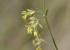 Thalictrum minus