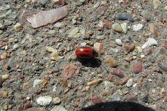 Entomoscelis adonidis