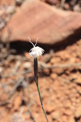 Dianthus micropetalus