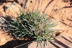 Dianthus micropetalus