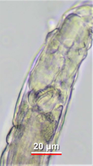 Macrotrachela decora