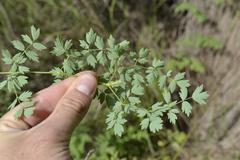Thalictrum minus