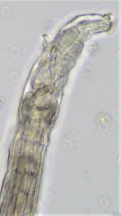 Macrotrachela decora