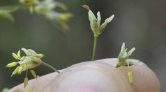 Thalictrum minus