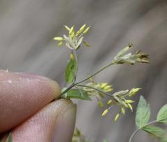 Thalictrum minus