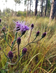 Carphephorus tomentosus