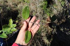 Putterlickia retrospinosa