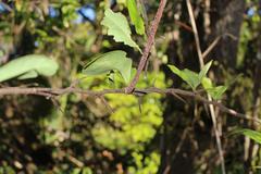 Putterlickia retrospinosa