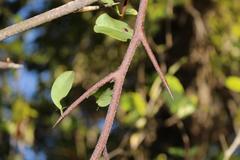 Putterlickia retrospinosa