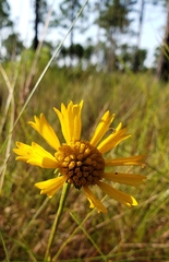 Balduina uniflora
