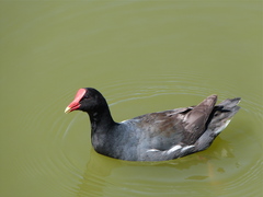 Gallinula galeata