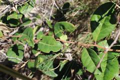 Putterlickia retrospinosa