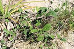 Putterlickia retrospinosa