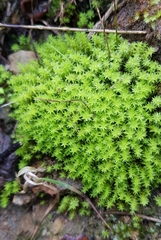 Diobelonella palustris