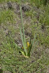 Cyrtanthus breviflorus