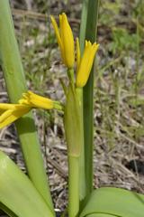 Cyrtanthus breviflorus