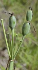 Cyrtanthus breviflorus