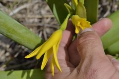Cyrtanthus breviflorus