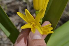 Cyrtanthus breviflorus