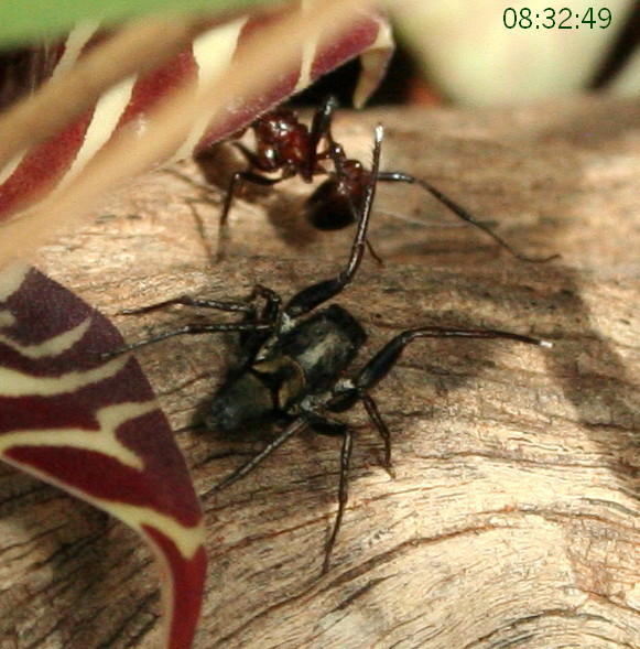 Myrmicaria baumi