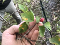 Crataegus levis